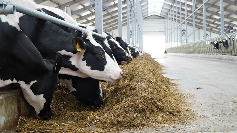 alimentar a las vacas lecheras en invierno