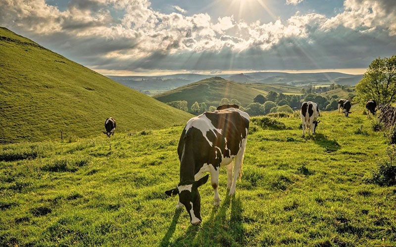 vaches au pâturage