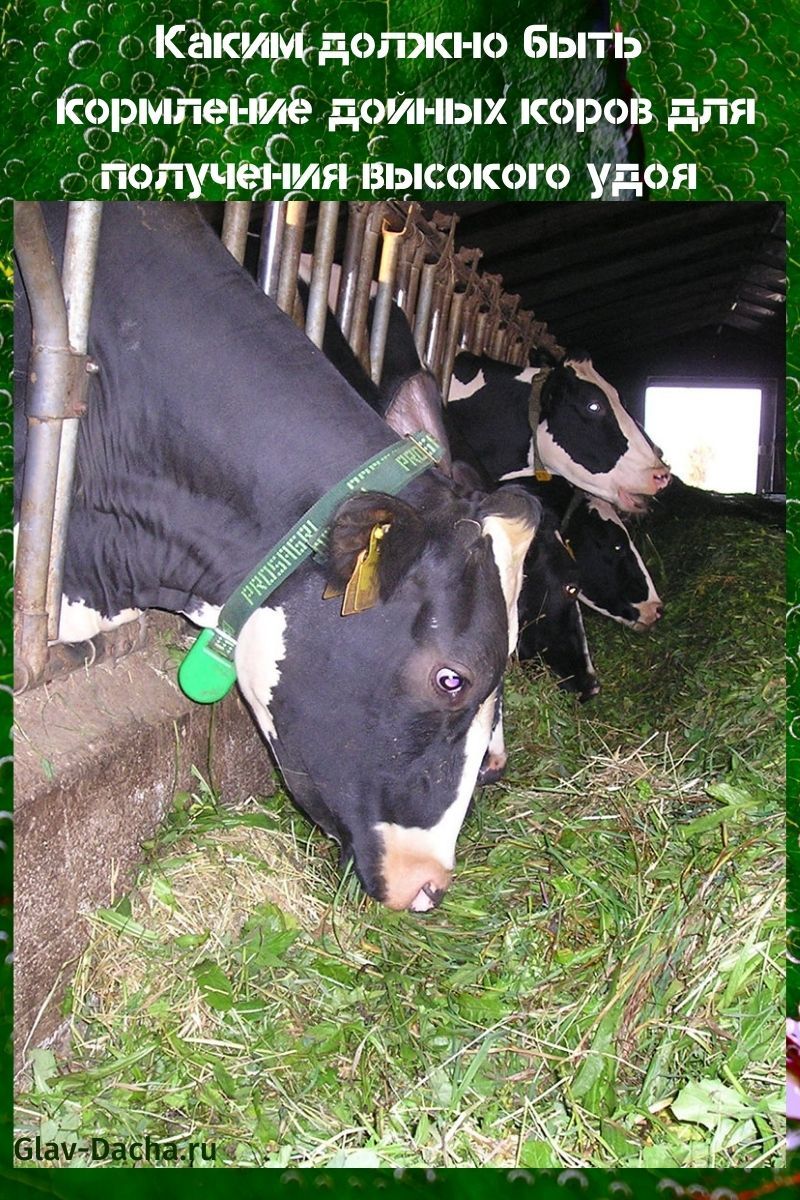 nourrir les vaches laitières
