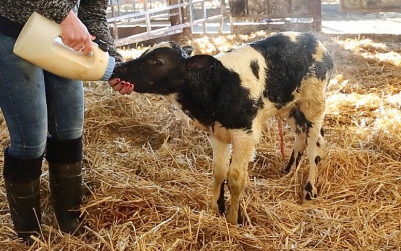 première alimentation d'un veau nouveau-né