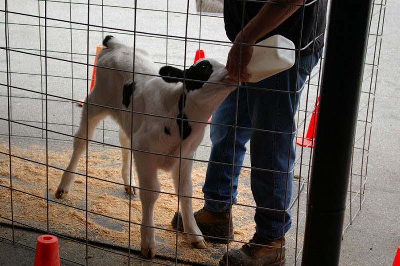 alimentar a un ternero recién nacido con leche