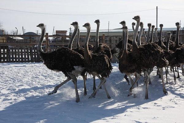 autruches en hiver dans le paddock