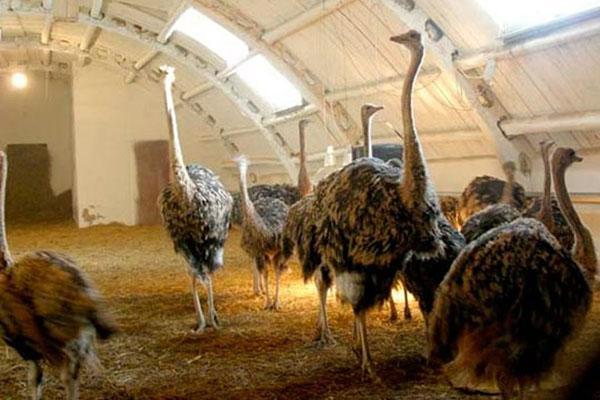 habitación cómoda para avestruces