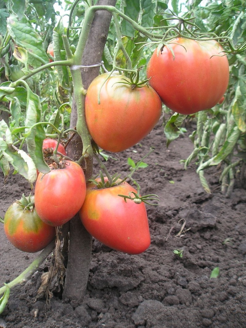 tomate arbusto rey de londres