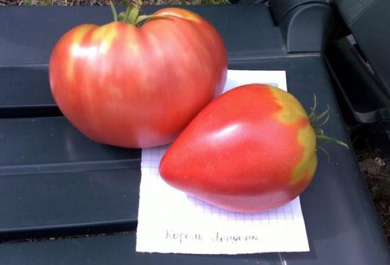 pros y contras del tomate rey de londres