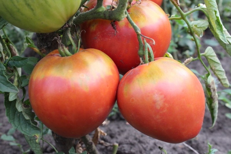 tomate rey de londres