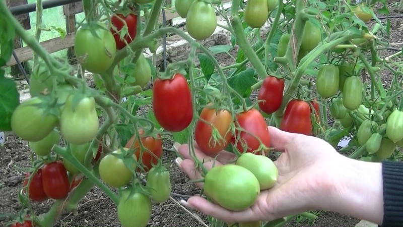 roquette de tomate