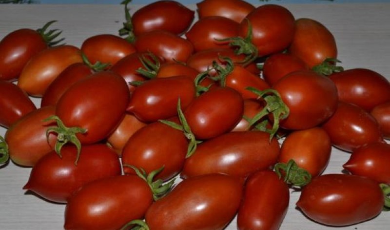 Avantages et inconvénients de la roquette à la tomate