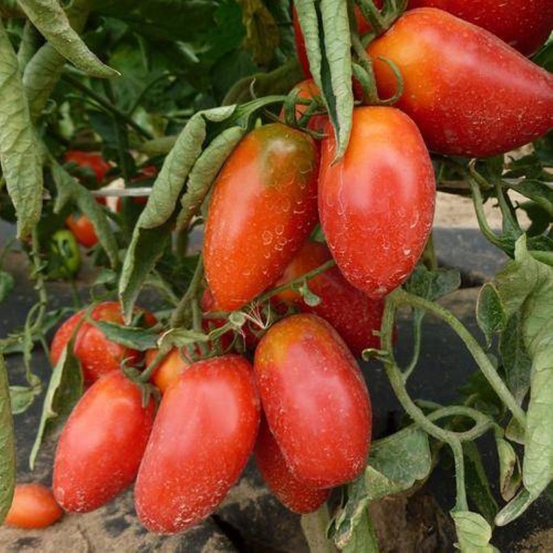 Roquette à la tomate de Crimée