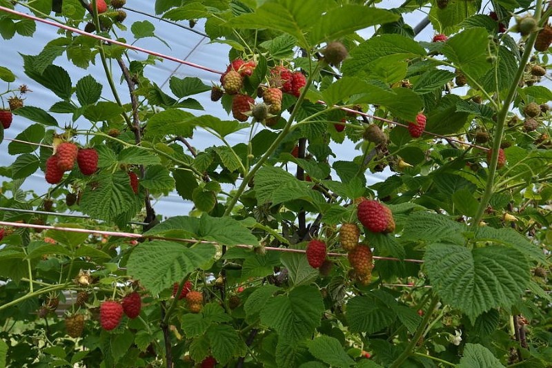 laszka aux framboises