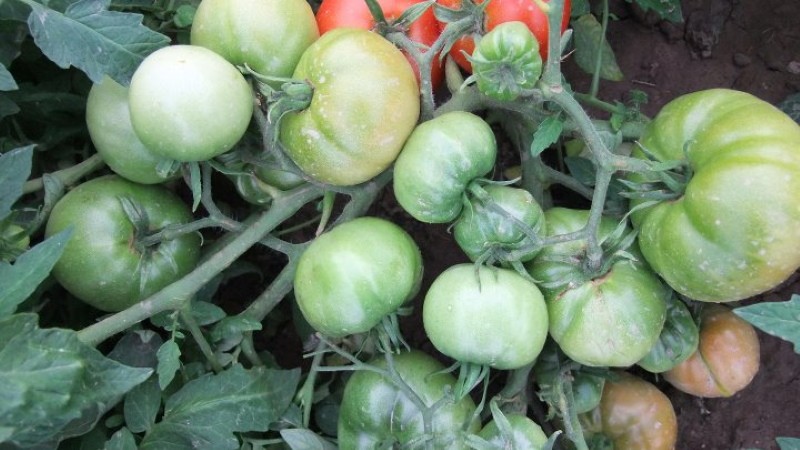 buissons de tomates kolkhozes