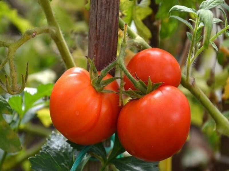 tomate de ferme collective