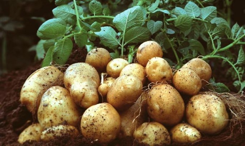 descripción de la variedad de lirio de papa