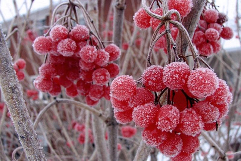 bayas congeladas de viburnum