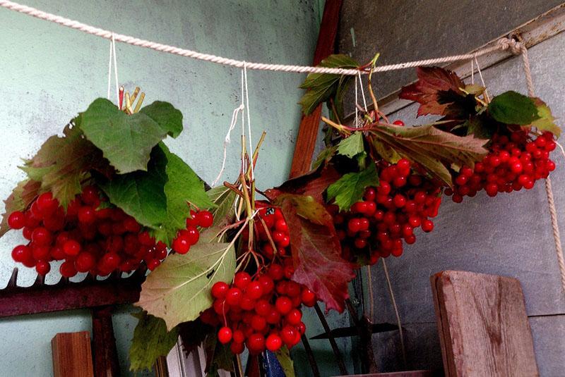 bayas de viburnum para la preparación de medicamentos