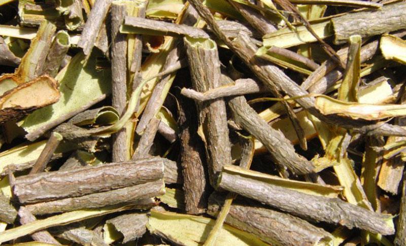 viorne propriétés utiles de l'écorce