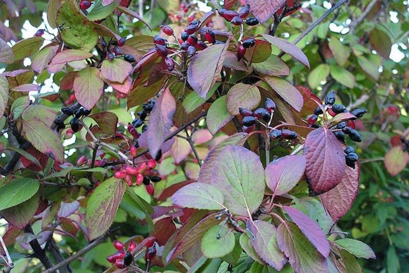 propriétés utiles de la viorne aronia