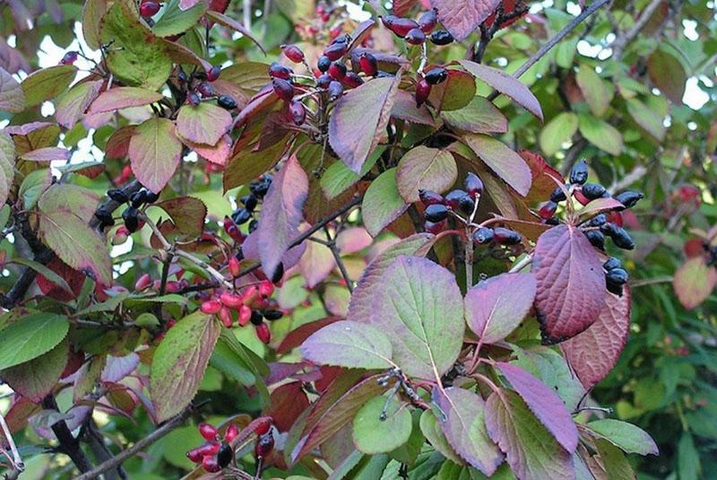 Chokeberry viburnum propiedades útiles