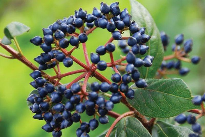 bayas rojas de viburnum