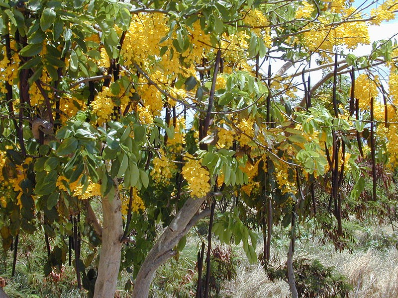 las vainas de casia maduran