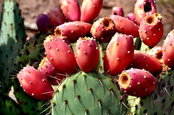 fruta de cactus de pera espinosa