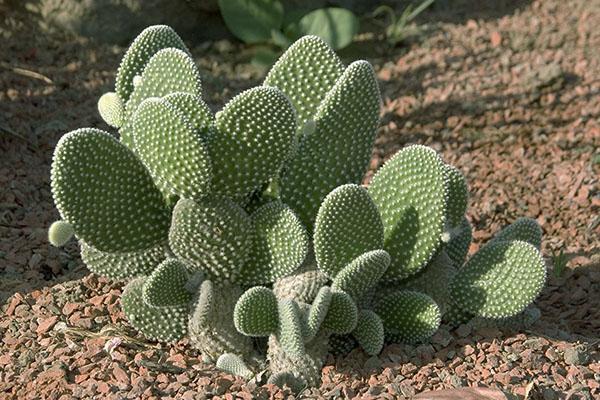 aceite de nopal