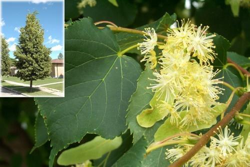 inflorescences de tilleul