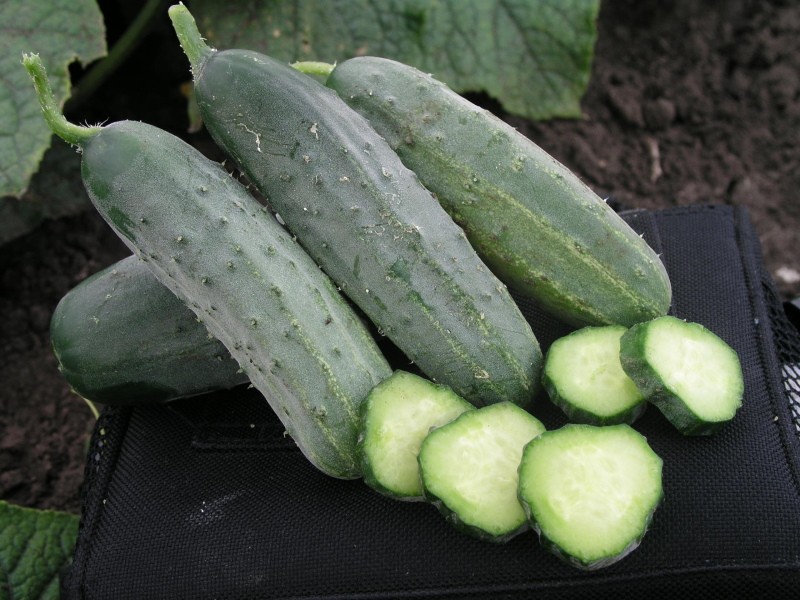 fruits de concombre hector