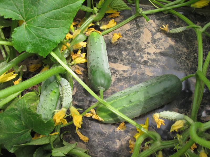 avantages et inconvénients du concombre hector