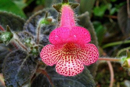 delicada flor de terciopelo koleriya