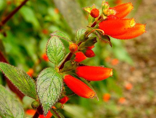 color de flores tubulares