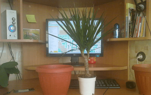 maceta de plastico