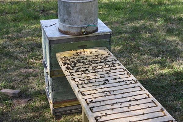 abreuvoir pour abeilles