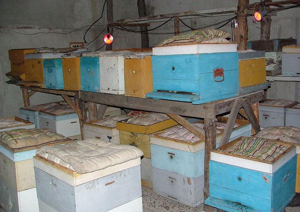 omshanik para abejas
