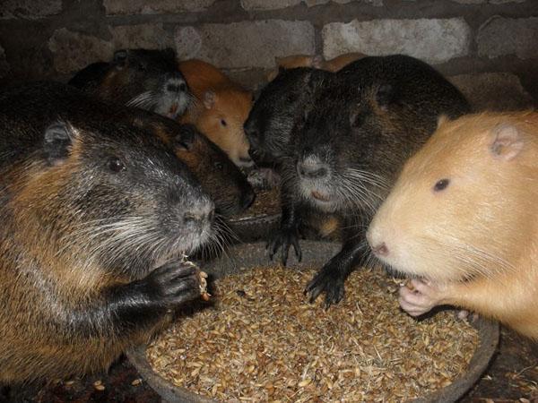 nutria de alimentación