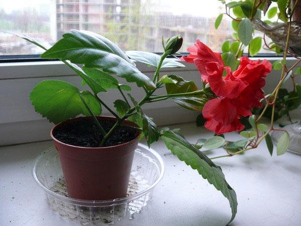 première floraison d'hibiscus