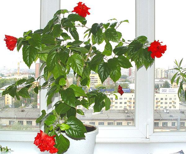 L'hibiscus agit comme un talisman pour les personnes dans la maison