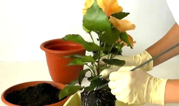 Transplanter une fleur dans un pot spacieux