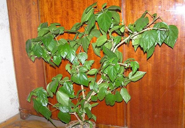 le feuillage des hibiscus tombe