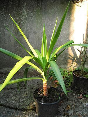 Una planta joven de un corte apical.