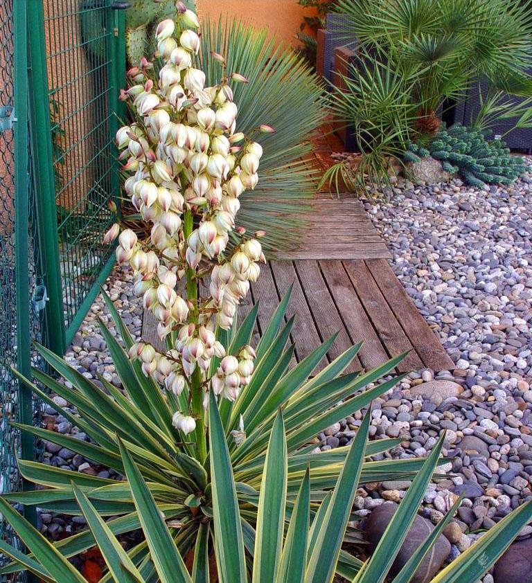 Fleurs de yucca