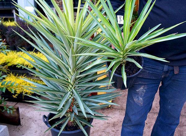 Yucca dans la pépinière