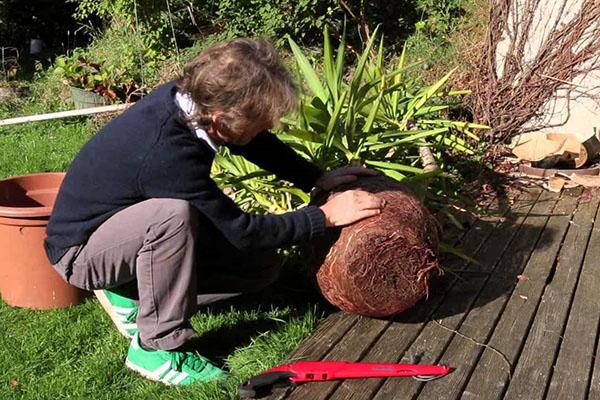 Trasplante de una planta adulta