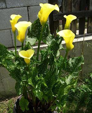 Para obtener una planta hermosa, debe crear condiciones cercanas a las naturales.