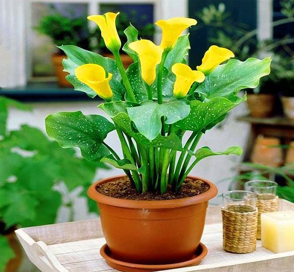 La zantedeschia en fleurs a besoin d'un arrosage abondant