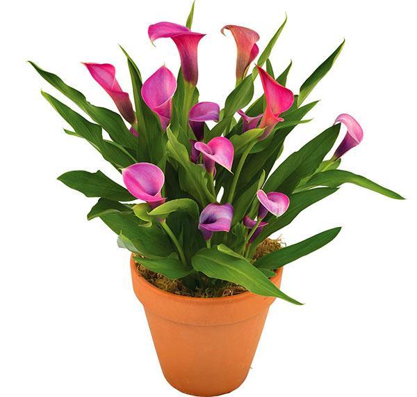 Zantedeschia pertenece a la familia de los aroides.