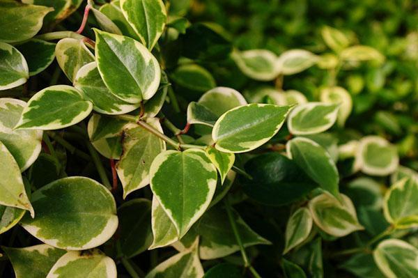 peperomia rampant