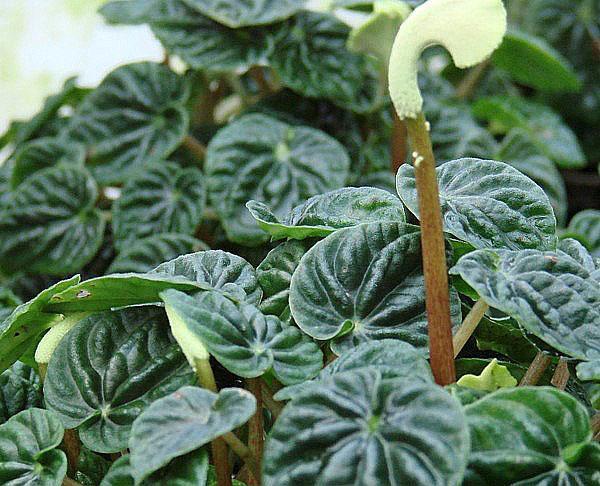 Peperomia caperata Ondulation Émeraude