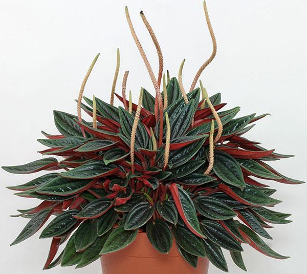 Peperomia caperata Rosso