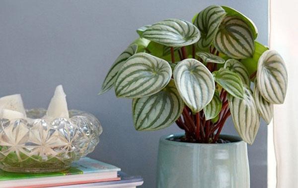 peperomia argenté